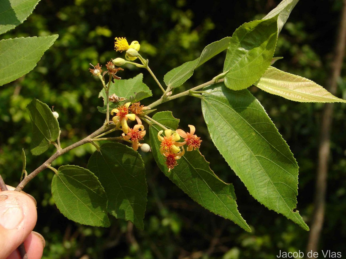 Grewia helicterifolia Wall. ex G.Don